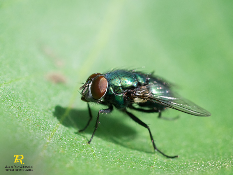 What you need to know about flies Pest Control In Singapore